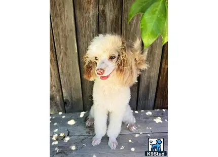 a poodle dog standing on a porch